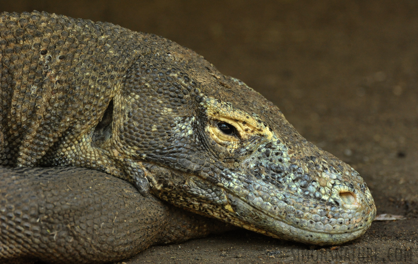 Varanus komodoensis [550 mm, 1/200 Sek. bei f / 8.0, ISO 3200]